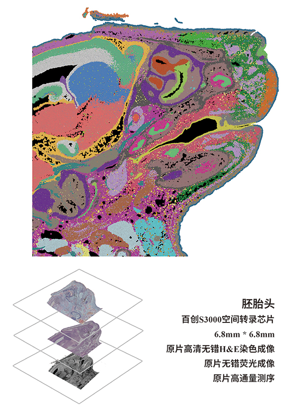 全面兼容丨真迈生物(wù)SURFSeq 5000在百迈客百创空间转录组學(xué)芯片兼容性测试中(zhōng)表现优异